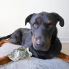 Steel Dog - Denim Crappie