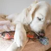 Steel Dog - Denim Rainbow Trout